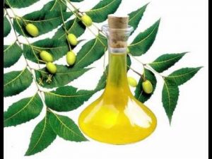 A Glass Bottle Filled With Yellow Oil Placed In Front Of Neem Leaves And Fruits.