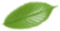 Blurred Green Leaf