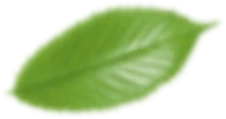 Blurred Green Leaf